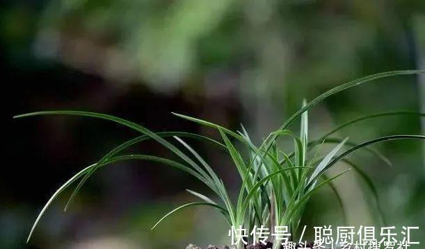 用草木灰养兰花，效果究竟怎样？用对的兰苗旺盛，用错就烂根腐苗