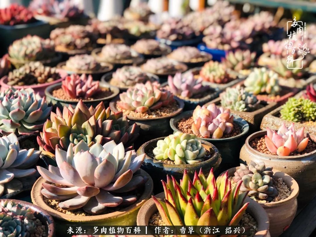 阳台上的一亩三分地，我愿与你一起，与时光媲美！