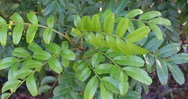 4种整株都有香味的树,家里养一棵,不生虫,还能四季飘香