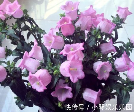 新手养花,不如养盆花中精品“哈洛卡尔”,似古典美女,清雅高尚