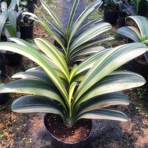 发财树|怕水的“5种花”，再喜欢也别乱浇水，浇“错”就烂根黄叶