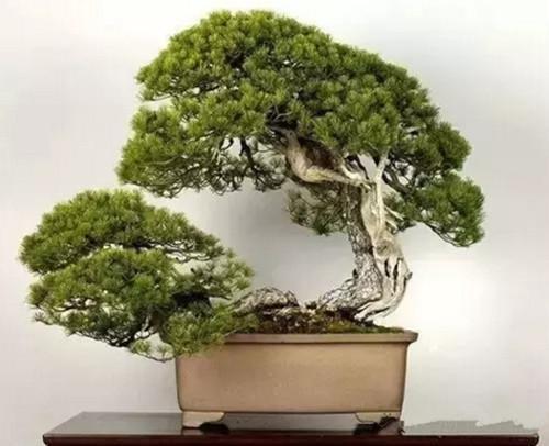 南国风情|世界上最贵的3种盆栽,一盆可以换好几栋别墅!你见过就算土豪