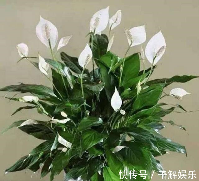 这些花最讨厌太阳,越阴凉越爆盆,还能开满花!