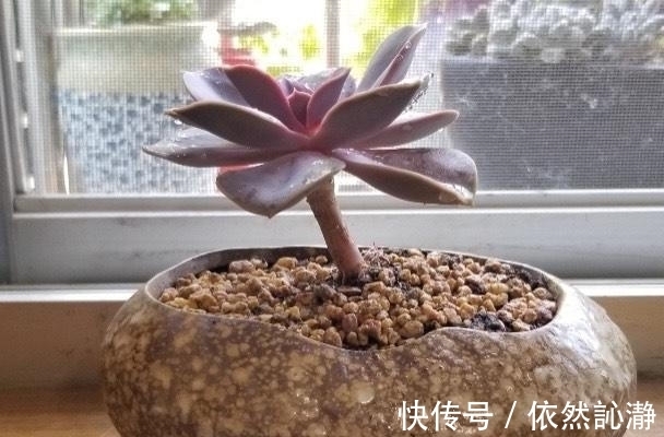 阳台党打心底里喜欢的多肉很少,紫珍珠算一个,群生老桩最漂亮