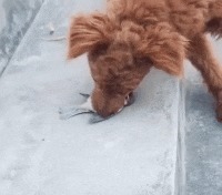 |搞笑GIF:走路玩手机后果很严重 原谅我不厚道的笑了