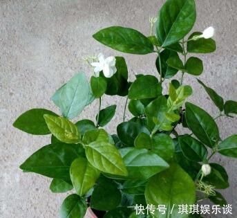施肥|厨房里的1种调味剂，给花喝一勺，啥花都疯长，连施肥都省了