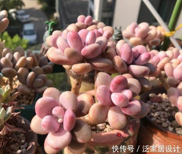 养多肉,做到“3控、1多、1勤”美艳多汁,胖成肉球