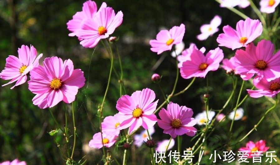 格桑|格桑花这么美丽，真好看，你知道格桑花什么时候开？花期多长？