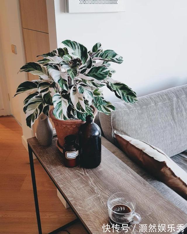 观音莲|天生“体阴”的6种花，晒太阳易黄叶，阴一点反而长得绿油油