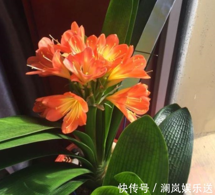 烂根|君子兰僵苗、黄叶怎么办1个方法一次性解决,到了花期准时开花