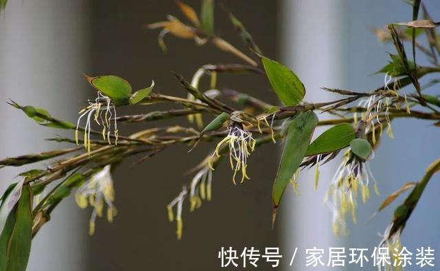 老话|“竹子开花,马上搬家”有啥寓意?不搬家会怎样?3方面带你了解