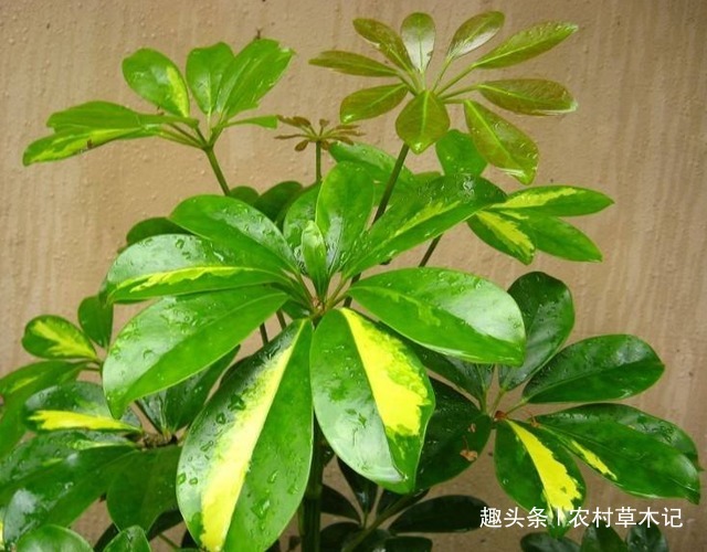 山里遇见“它”,请尽量别除掉,可盆栽,且价值极高