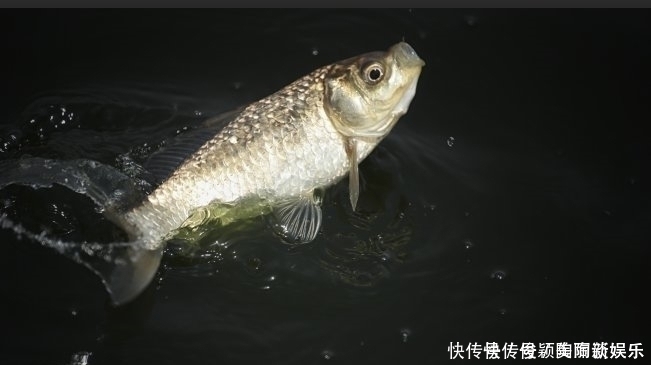 野钓发现3种信号,说明“大家伙”来了,万万不要胡乱提竿