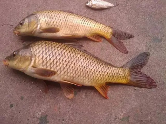 熟悉掌握鲫鱼的五个生理习性,哪个季节都能轻松钓到大鲫鱼