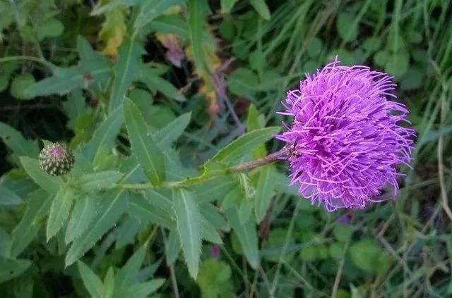杂草|农村一种野草,花朵很美丽,人们常把它当作杂草,殊不知价值珍贵