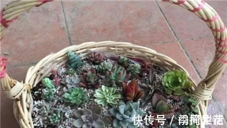 花盆|除了花盆之外,这些东西也是绝佳的养花神器,你用过吗?