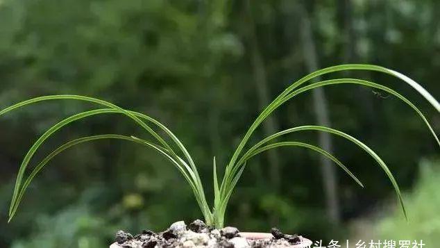 兰花通风的真正作用,烂根、腐苗、花苞霉变,都与之有关