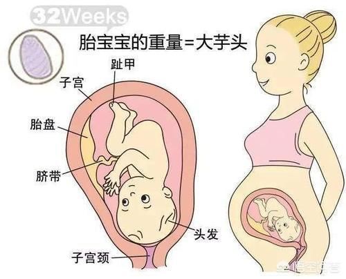 皮下脂肪|怀孕8个月,孕33周到36周,胎儿发育情况是怎样的?