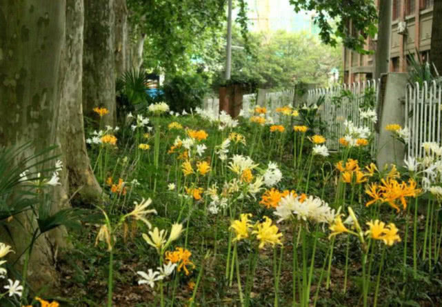 农村一种“神奇”植物，花和叶子永不相见，其实是清热祛痰良药