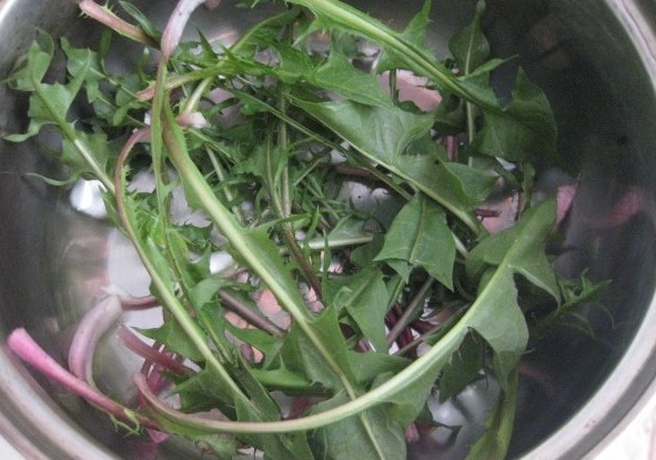 蒲公英茶|忠告喝蒲公英茶别碰此物,吃了就是没病找病,很多人傻傻不清楚