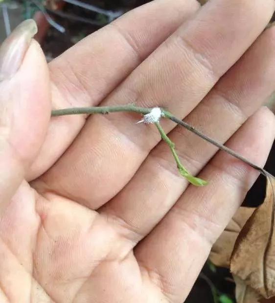 养花自制杀菌杀虫水，10天浇一勺，不生虫不得病，长得太旺！