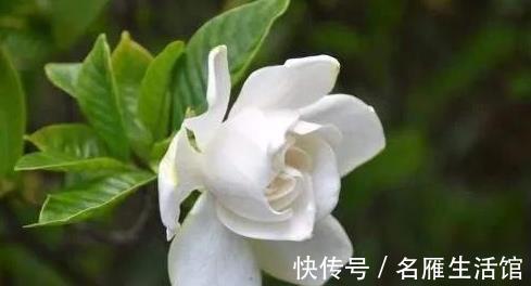 枝条|造成“栀子花”、“茉莉花”长势不好,元凶是它