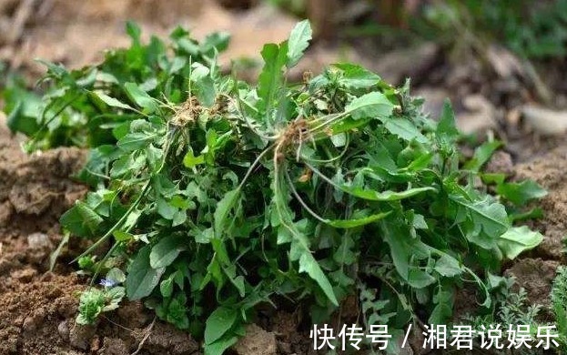 马齿苋|农村见到4种“野菜”,摘回家做菜吃,营养不输苹果香蕉