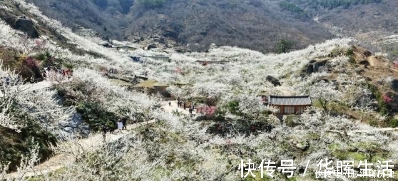 才子！元代落魄才子一首咏梅诗，不同桃李混芳尘，写出了冰清玉洁的梅花