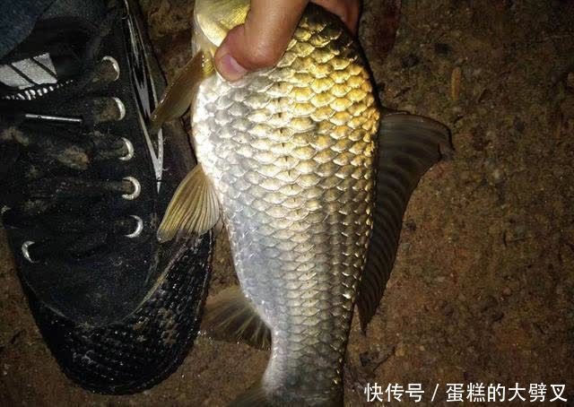 春天钓鱼自制窝料配方分享,诱鱼迅速留窝持久,制作简单成本低