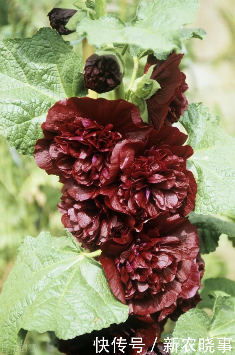 以前被嫌弃的土花,现在变成盆栽中的“香饽饽”,只因好养花量大