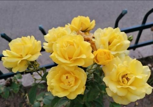  黄叶|盆栽月季花为什么老死叶子？