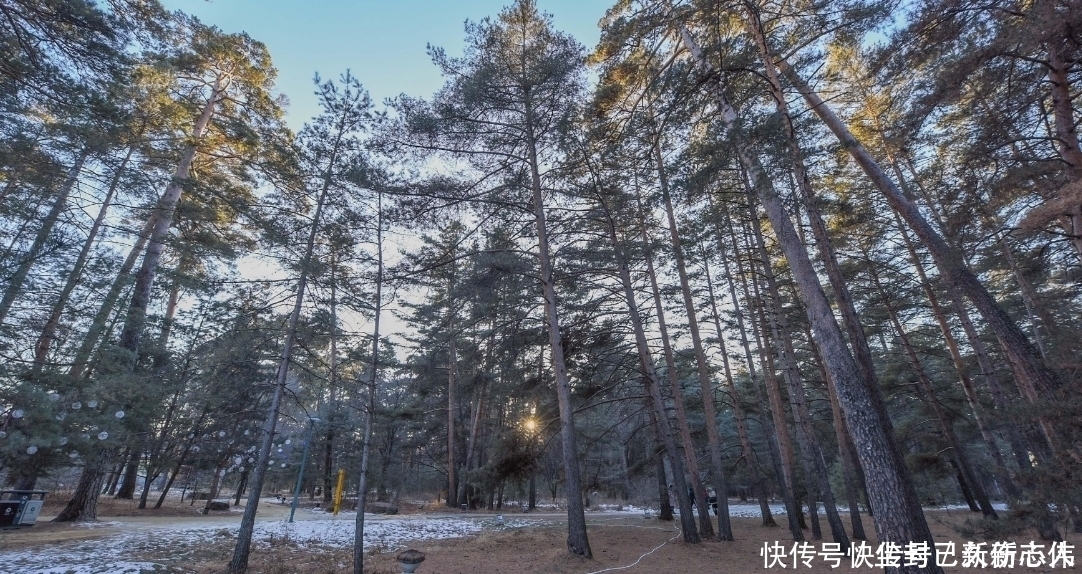 中年|长白山才有的松树，被叫成美人松，移植到别的地方活不了