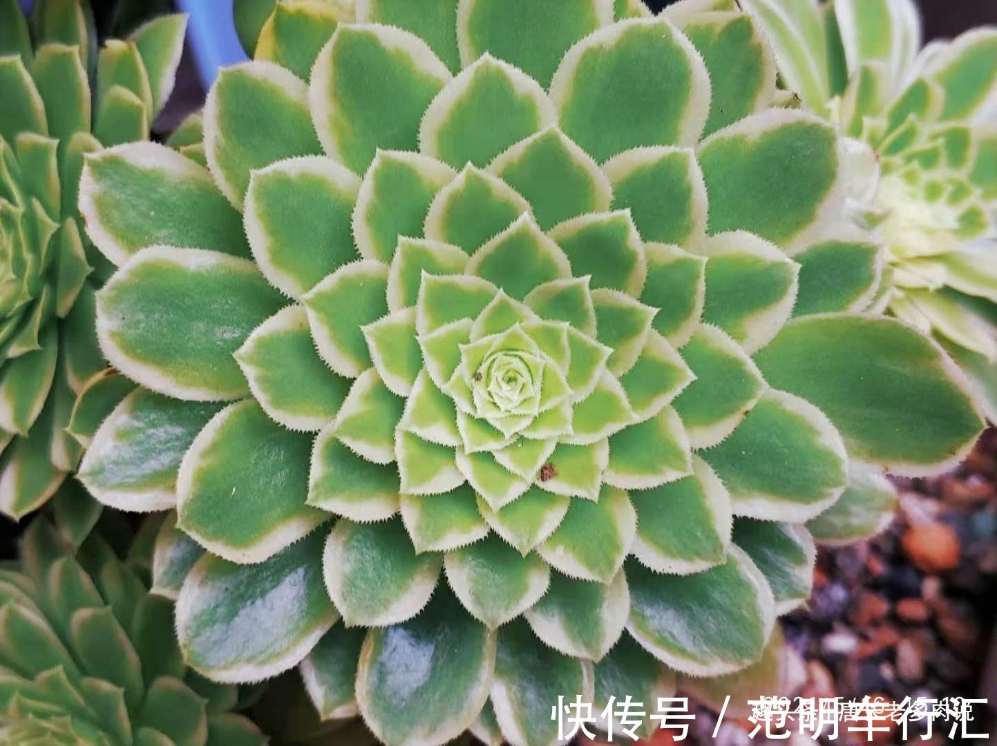 法师系多肉哪些品种不好度夏？听说带锦的法师都不好度夏是吗？