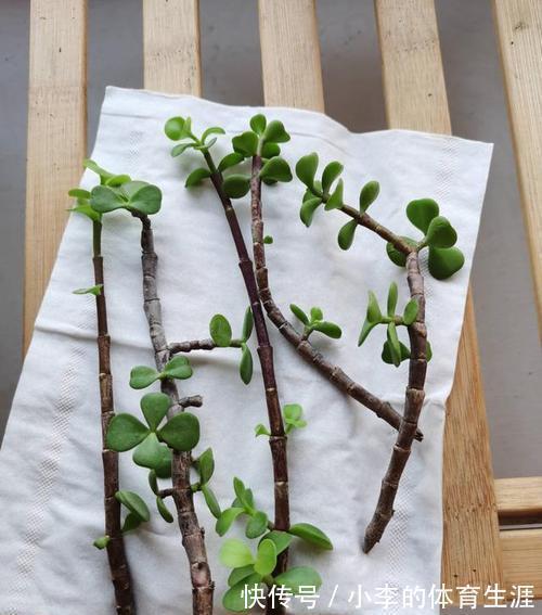 枝条|金枝玉叶的扦插手法,不仅生根很快,而且成活率也很高
