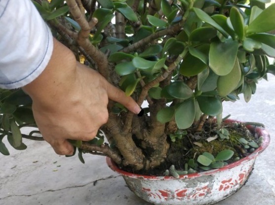 蟹爪兰|长寿花换盆,切忌越换越大,一直用小盆养才好!