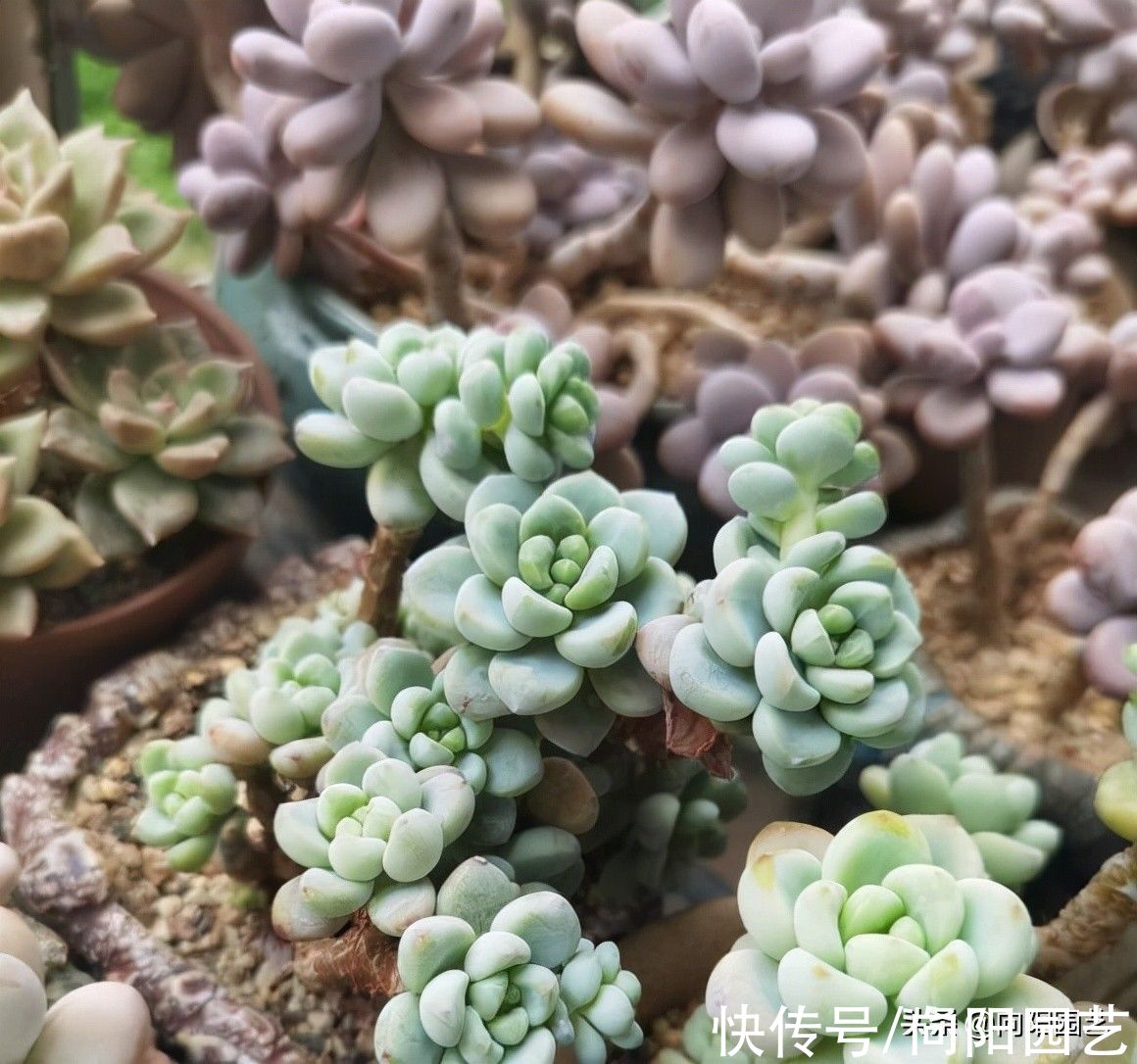 多肉|喜欢养多肉，买多了不是，买少了不过瘾，物极必反，适度购买