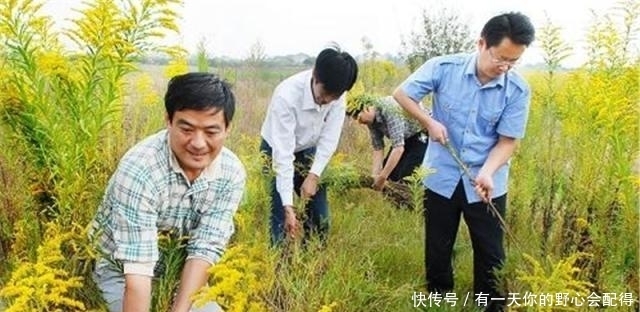 入侵中国的“霸王花”，致30种乡土植物消亡，遇到可下无情手