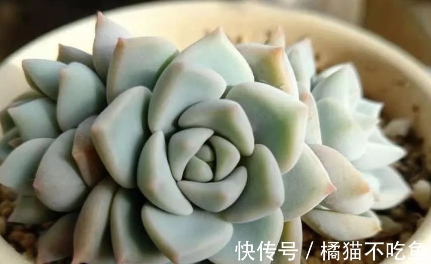 美美的大普货白牡丹虽容易相处,但使起性子来也格外刚烈