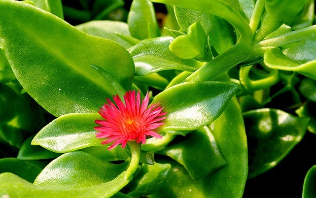 蒲公英|这6种长在地里的“天然青霉素”,隔三差五吃一回,常吃少生病