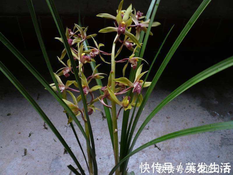 电风扇|养好蕙兰“四要素”缺一不可，特别记住最后一点，买家没有卖家精