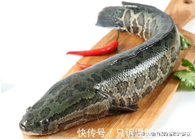 微量元素|这“6种鱼”适合给孩子吃,肉多刺少味道鲜,能健脑补钙又长个子