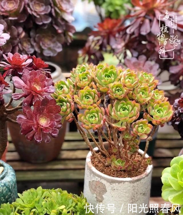 多肉法师欣赏在最美法师季,法师丛中一定住着小天使!