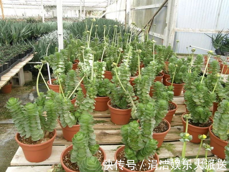 很多人都以为金钱木是多肉植物，其实它是一种草本观叶植物