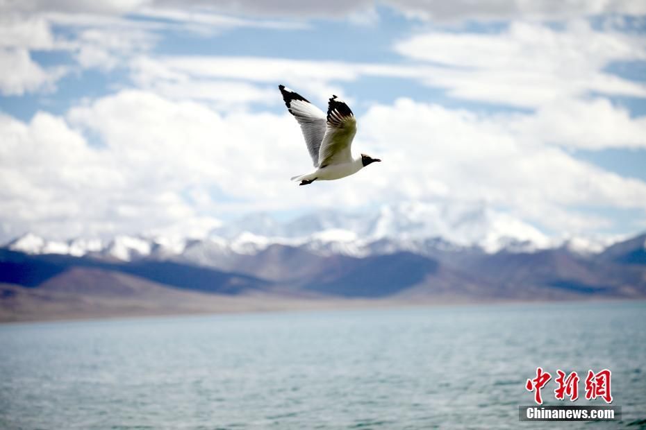 旅游|西藏纳木错迎来旅游旺季