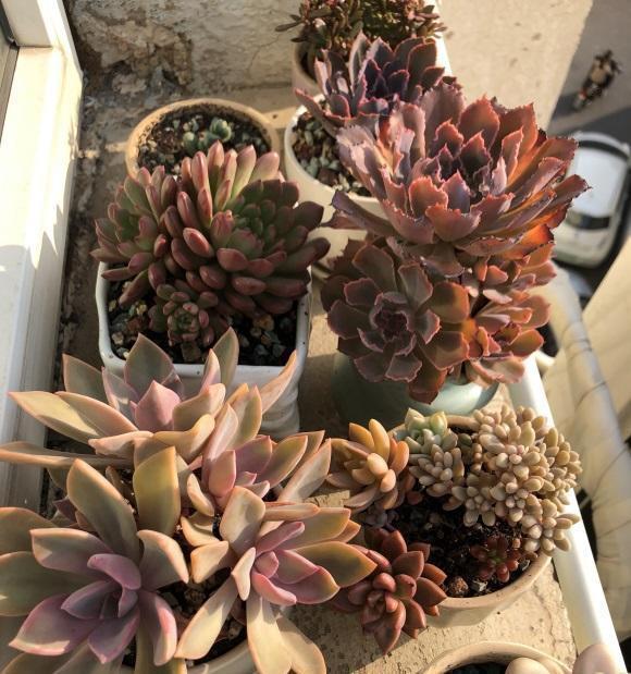 多肉冻伤了吗?一夜之间,全网大面积冻伤,只剩花盆,真悲惨