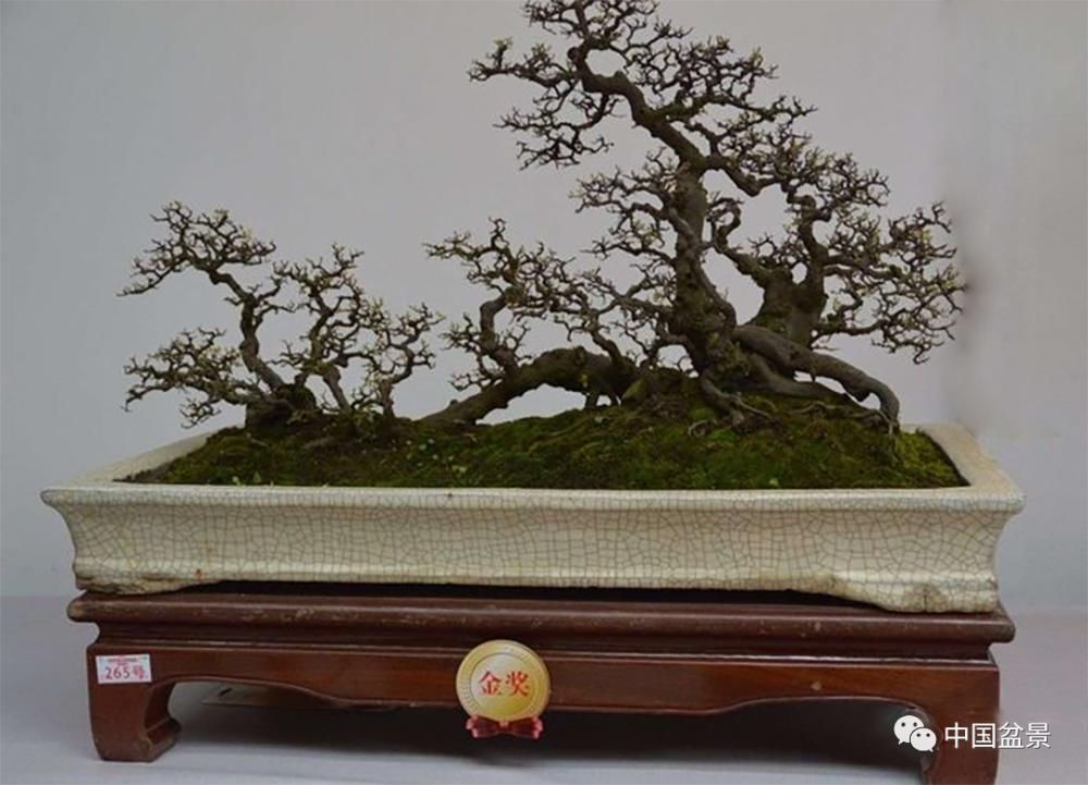 赏玩盆景，一定要是有德之人