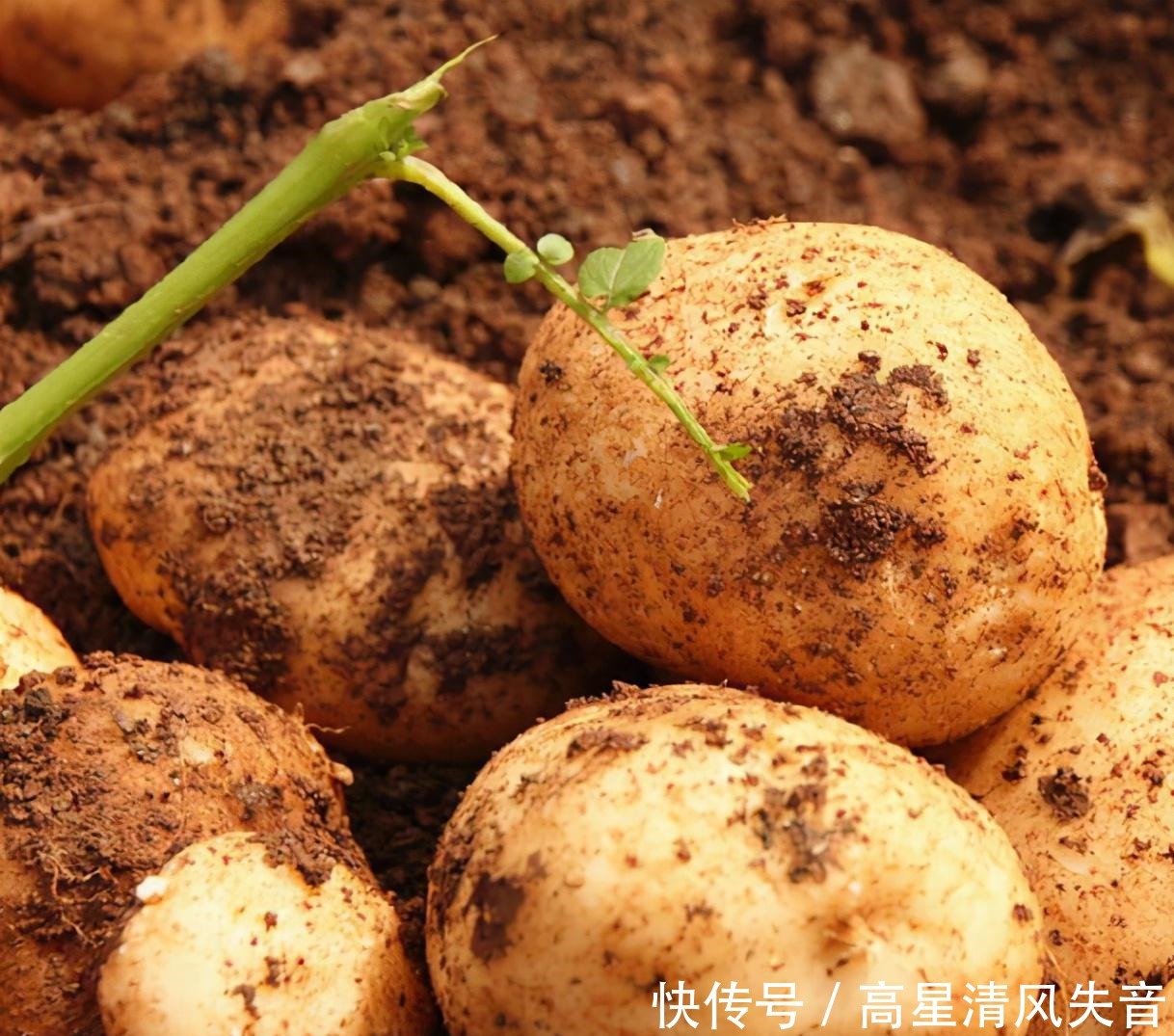 土豆炖牛腩家常做法:牛腩软烂,土豆软糯易消化,营养不流失!