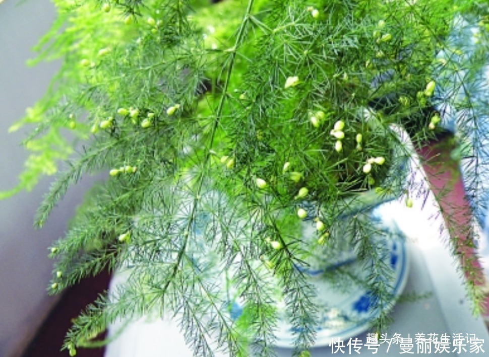 茂盛|家中文竹生长旺,繁殖用“2种”方法,一盆变多盆,枝叶茂盛!