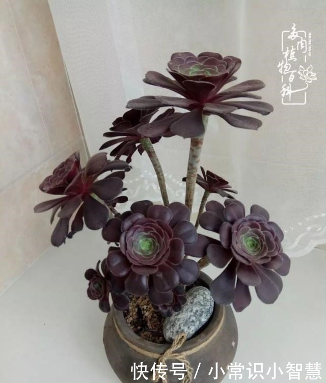 艳日辉|我是多肉飘窗党，我来晚了！我是多肉飘窗党，我来晚了！