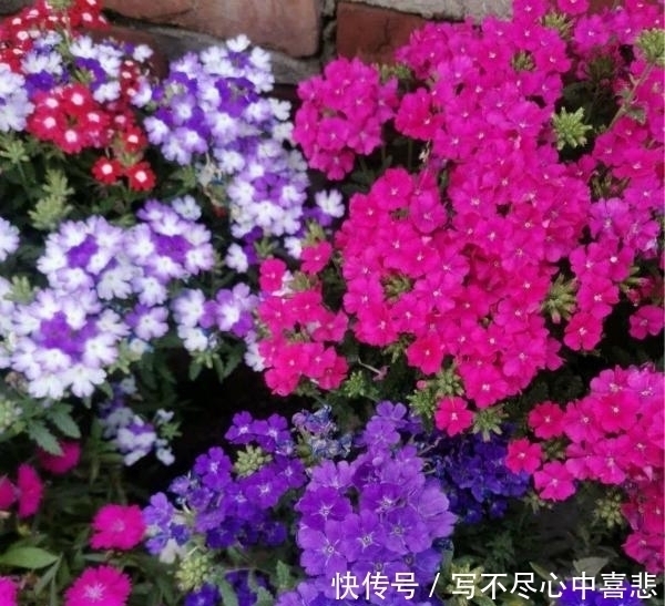 路边看见1种花,扯根枝条带回家,遇水就生根,盆栽特漂亮